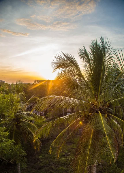 Sahilde Sunrise Negombo, Sri Lanka palmiye ağacı tops üzerinde