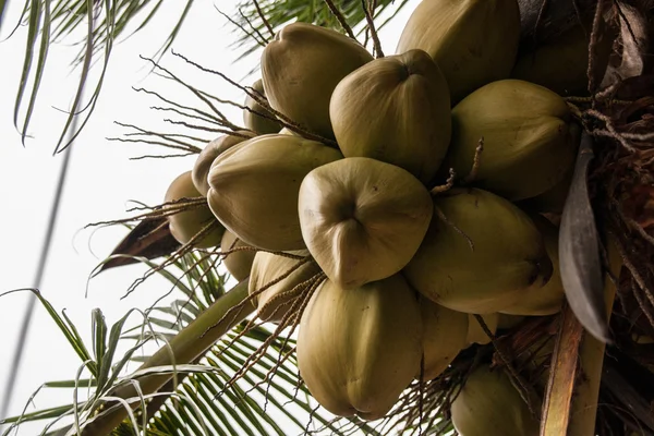 Hindistan cevizi avuç, Sri Lanka
