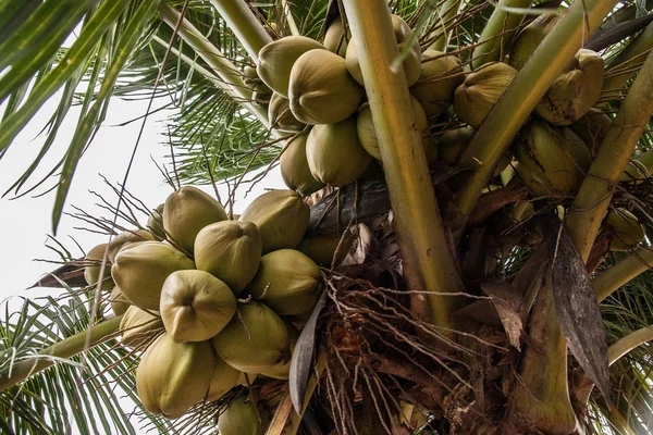 Hindistan cevizi avuç, Sri Lanka