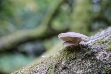İngilizce ormandaki yabani mantar