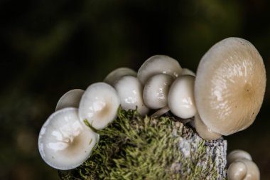 İngilizce ormandaki yabani mantar