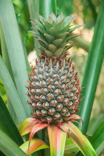 Ananas bush meyve çiftlikte