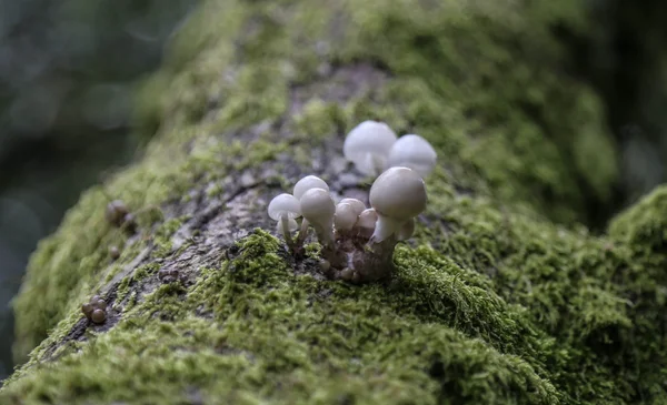 Vild svamp i engelska skog — Stockfoto