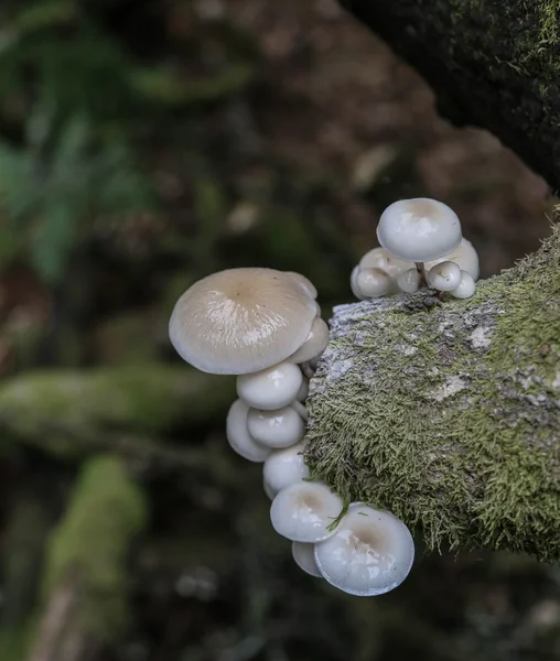 Дикие грибы в английском лесу — стоковое фото