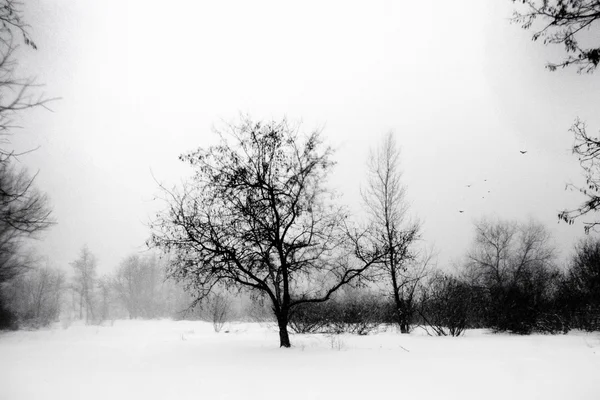 Blizzard, Kiev, Ukrayna içinde kış scape