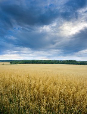 Fırtına bulutu yulaf alanın üzerinde
