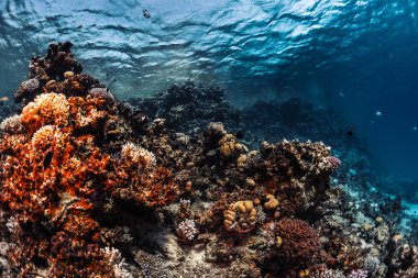 Balıklı mercan resifi 
