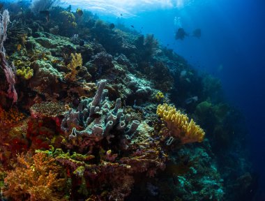 tropikal deniz mercan resifi