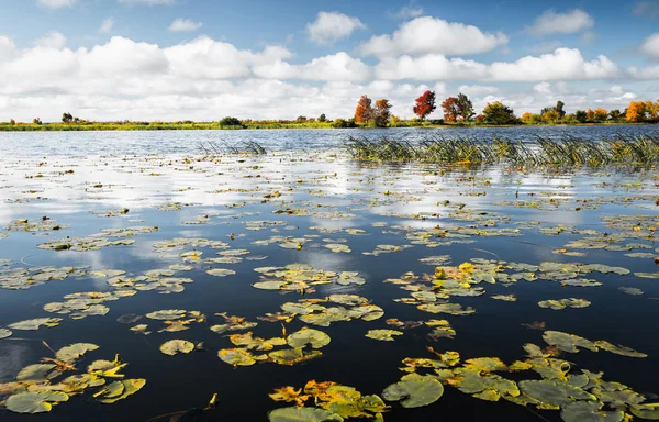 Pond with water lilies — Stock Photo, Image