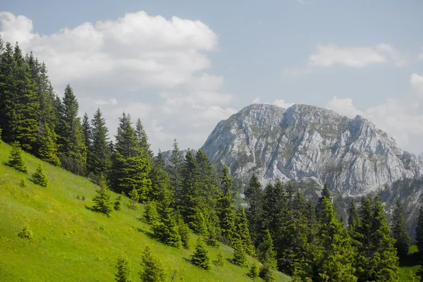 Green meadow with pine trees — Stock Photo, Image