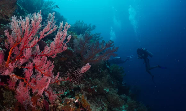 Buceadores explorando el brillante arrecife de coral — Foto de Stock