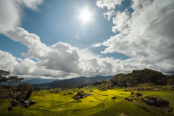 Campo de arroz en una montaña —  Fotos de Stock