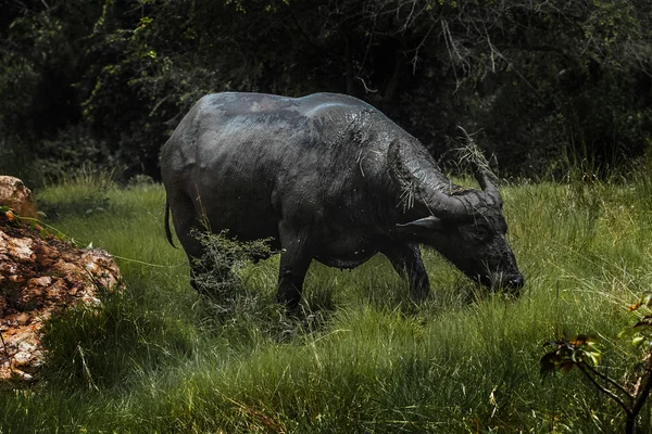 Búfalo de agua salvaje — Foto de Stock