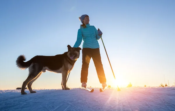 Skiën met de hond. — Stockfoto