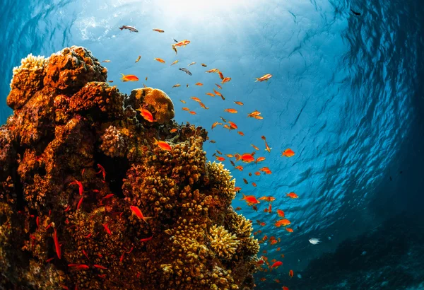 Arrecife de coral con pescado — Foto de Stock