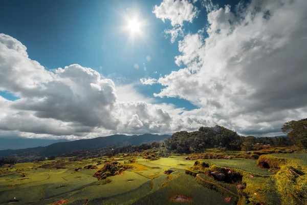 Rijst veld in een gebergte — Stockfoto