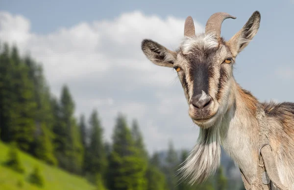 Retrato de cabra em um prado de verão — Fotografia de Stock