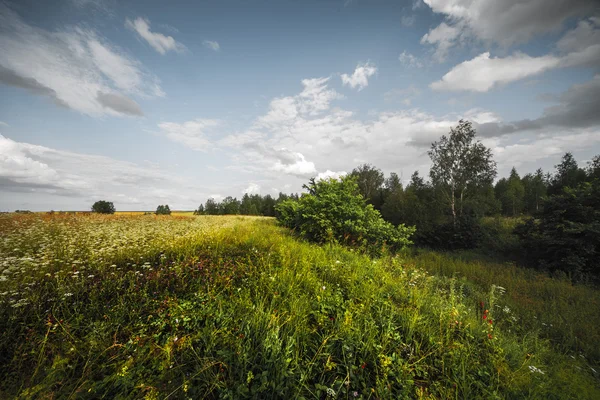 Divoké byliny na letní louka — Stock fotografie