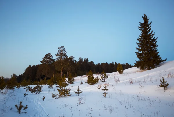 Zimní Les s borovicemi — Stock fotografie