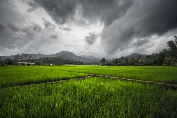 Campos de arroz, Indonésia — Fotografia de Stock