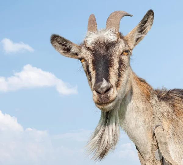 Goat portrait on a blue sky — Stock Photo, Image