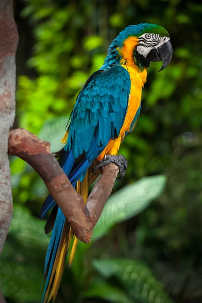 Papuga w lesie — Zdjęcie stockowe