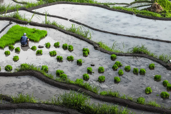 Mężczyzna sadzenia ryżu zielone korzenie — Zdjęcie stockowe