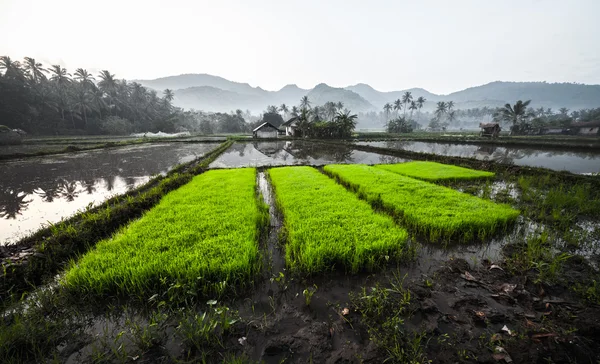 Рисовые плантации — стоковое фото