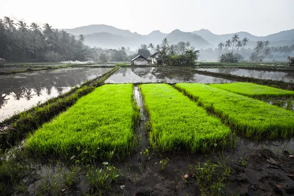 Plantaciones de arroz con arroz —  Fotos de Stock