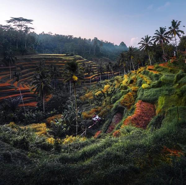 Campos de arroz al amanecer — Foto de Stock