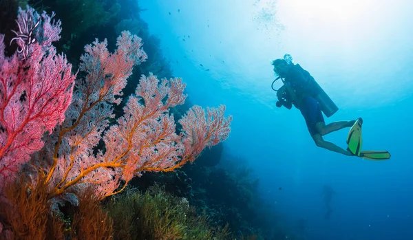 Дайвер, спрямований на вивчення риф — стокове фото