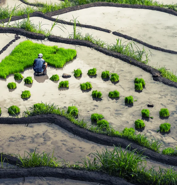 Zöld rizs ültetvény — Stock Fotó
