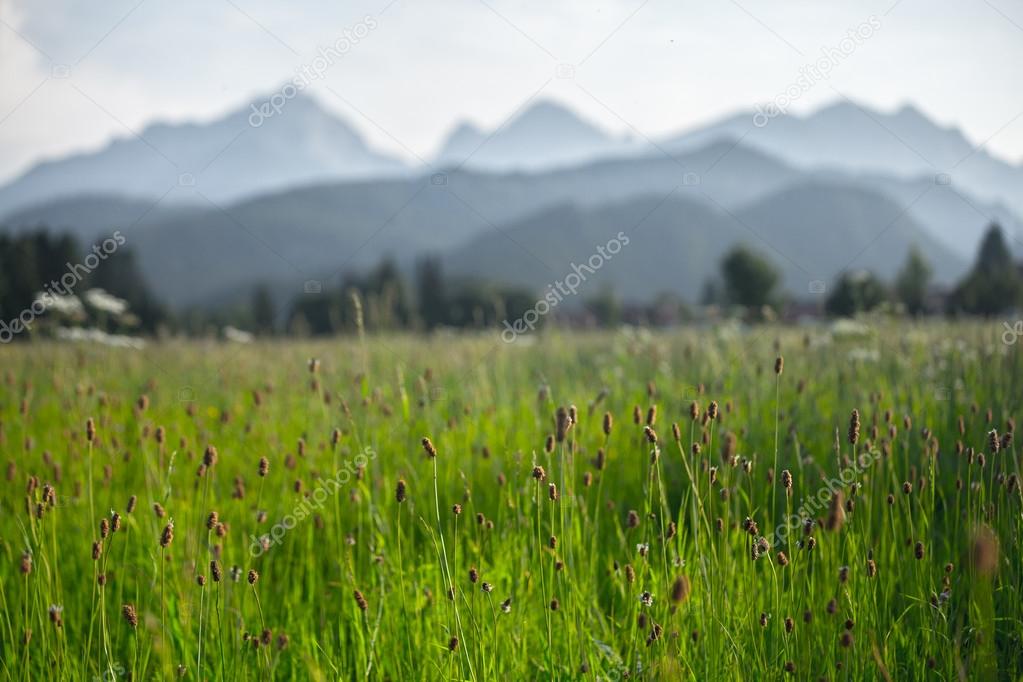Green meadow with grass