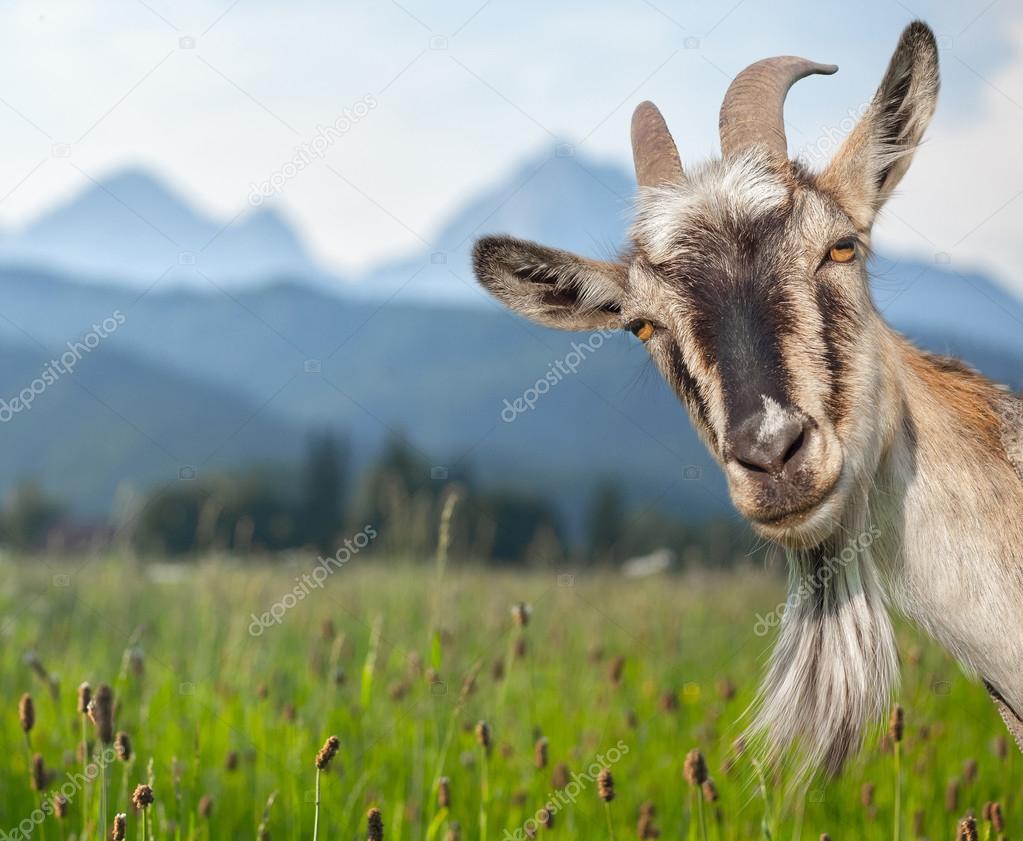 Goat portrait on a meadow