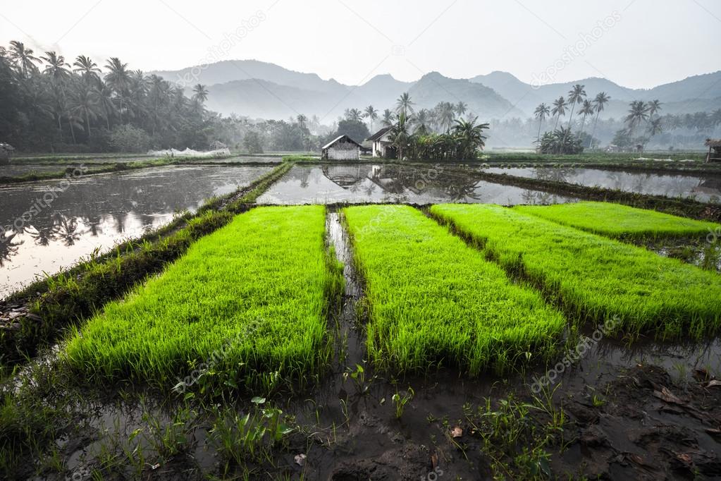 Rice plantations with rice