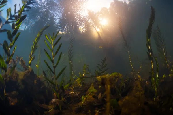 Hierba en el lago con árboles — Foto de Stock