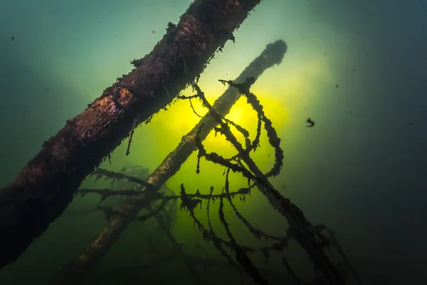 Träd i sötvatten sjön — Stockfoto