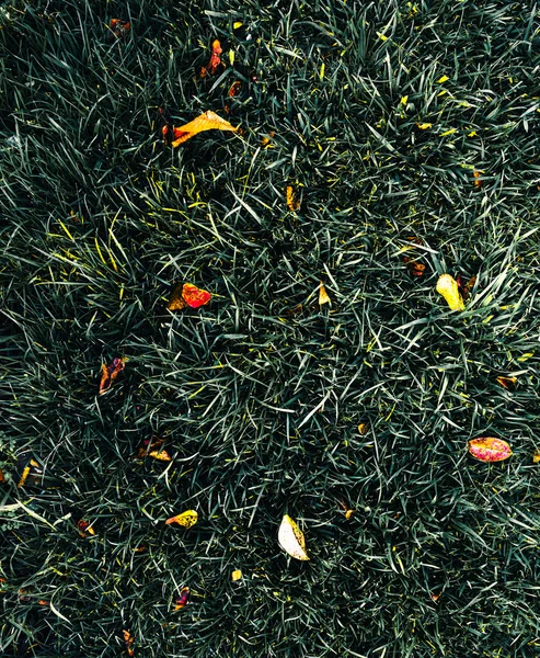 Grünes Gras mit Herbstblättern — Stockfoto