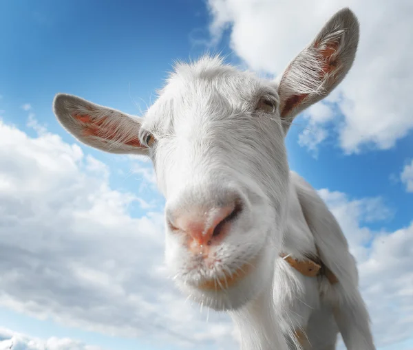 Ung get på den blå himlen — Stockfoto