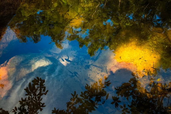 Rio claro com peixes — Fotografia de Stock