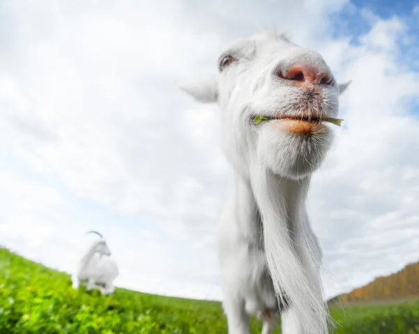 İki keçi çayır üzerinde otlatma — Stok fotoğraf