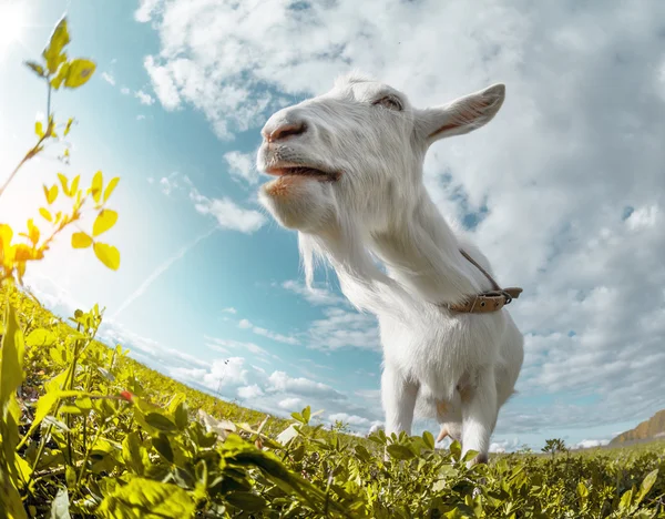 Geit grazen in de groene weide — Stockfoto