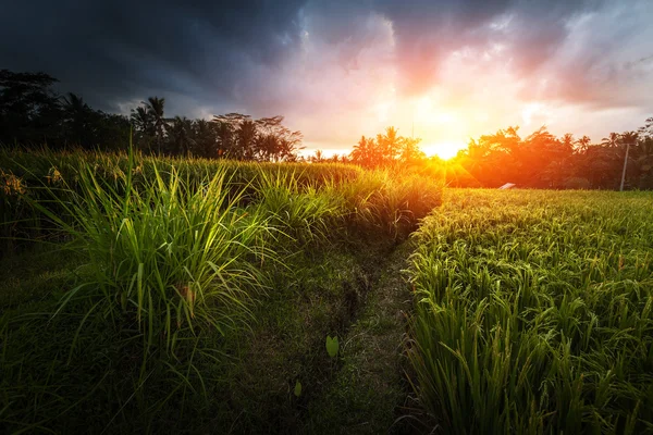 Risfält på ön Bali — Stockfoto