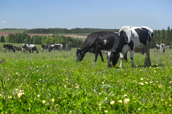 Αγελάδες που βόσκουν σε ένα λιβάδι το καλοκαίρι — Φωτογραφία Αρχείου