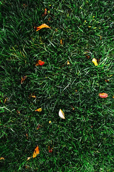 Hierba verde con hojas de otoño —  Fotos de Stock