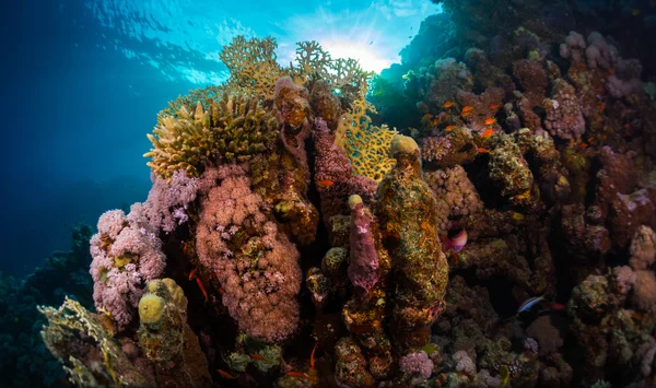 Arrecife de coral vivo — Foto de Stock