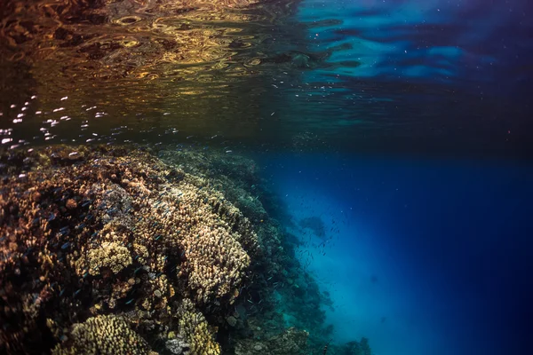 Яскраві кораловий риф — стокове фото