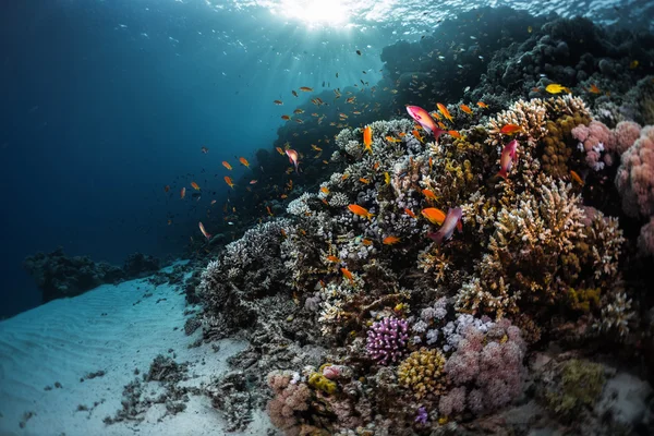 Živé korálový útes — Stock fotografie