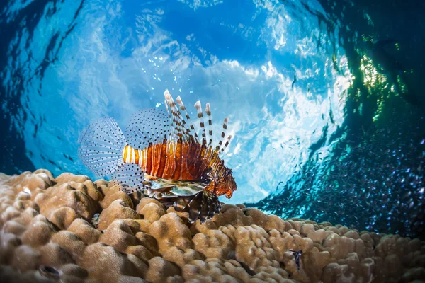 Löwenfische unter Wasser — Stockfoto