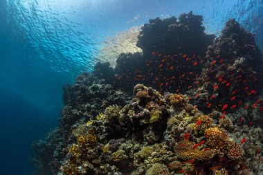 Mercan resifleri küçük balıklar ile